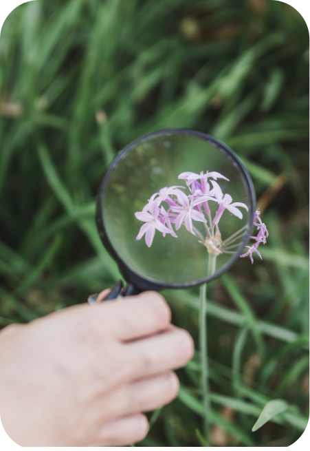 Imagem representando a ampliação por lupa numa folha. Imagem obtida no freepik